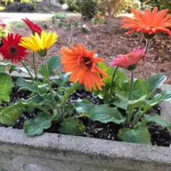 Wounderfull Gerbera Daisy Plants